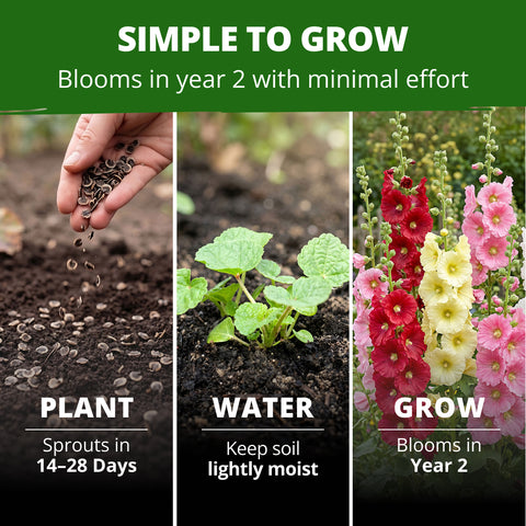 HOME GROWN Hollyhock Single Mix Planting Seeds 2026 29g 1oz 3000 Seeds Open Pollinated Flower Seed Heirloom Non GMO Deer Resistant Self Seeding Zones 3 9