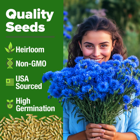 Bachelor Button Seeds - 6,000 Seeds - Deep Blue Cornflower
