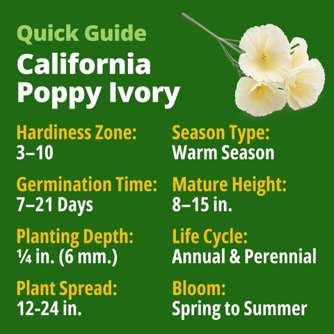 Ivory Castle California Poppy Seeds - 2,500 Seeds - White Blooms