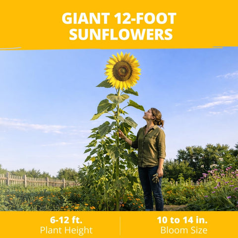 Mammoth Sunflower Seeds - 520 Seeds - Grows Up to 12 ft Tall