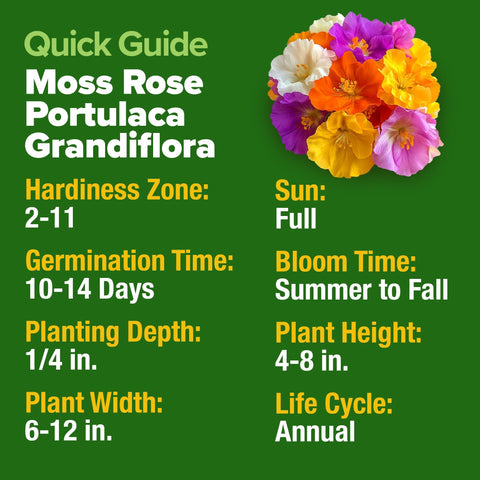 Moss Rose Seeds - 23,500 Seeds (2.8g) - Heat-Loving Ground Cover