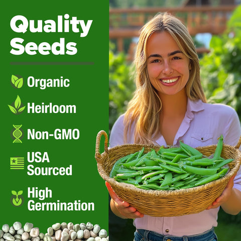 Organic Cascadia Snap Pea Seeds - 100 Seeds - Sweet Stringless Pods