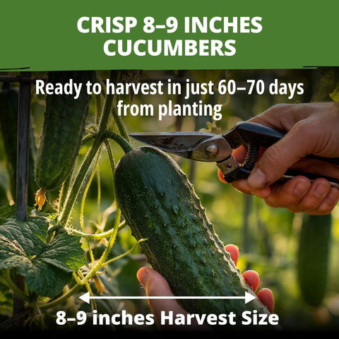 Organic Marketmore Cucumber Seeds - 200 Seeds - Crisp Heirloom Slicer
