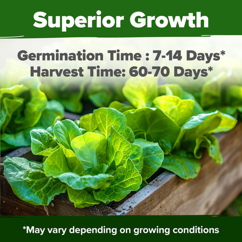 Buttercrunch Lettuce Seeds - 1,975 Seeds - Classic Butterhead