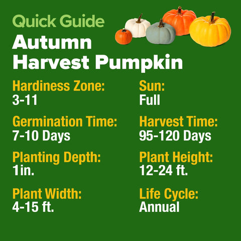 Pumpkin Seed Mix - 5 Varieties (40 Seeds) - Decorative & Edible