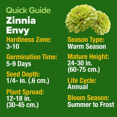 Envy Zinnia Seeds - 8,500 Seeds (2 oz) - Rare Lime-Green Blooms