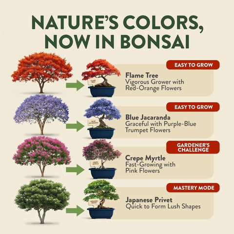 Bonsai Growing Kit - 4 Tree Varieties - Pots, Soil & Tools