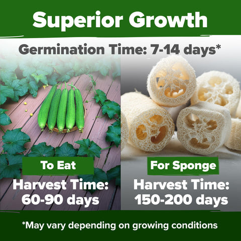 Luffa Seeds - 80 Seeds (2-Pack) - Grow Natural Sponges