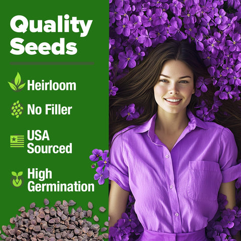 Aubrieta Rock Cress Seeds - 300 Seeds - Purple Perennial Ground Cover