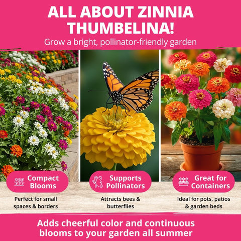 Thumbelina Dwarf Zinnia Seeds - 500 Seeds - Patio & Container Blooms