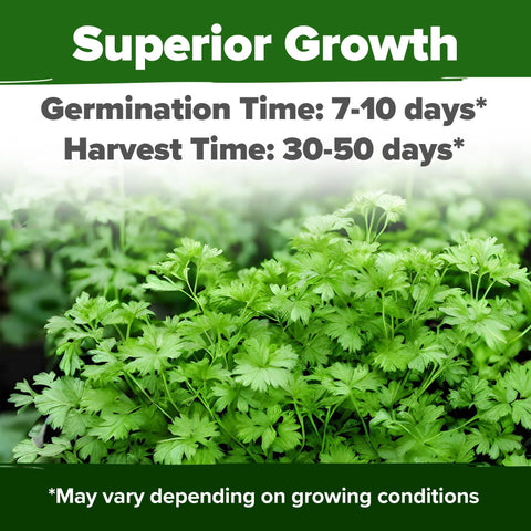 Organic Santo Cilantro Seeds - 1,000 Seeds - Slow Bolt