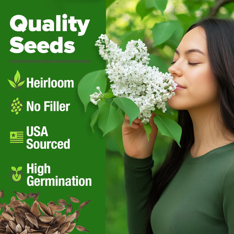 White Japanese Lilac Tree Seeds - 53 Seeds - Fragrant Flowering Tree