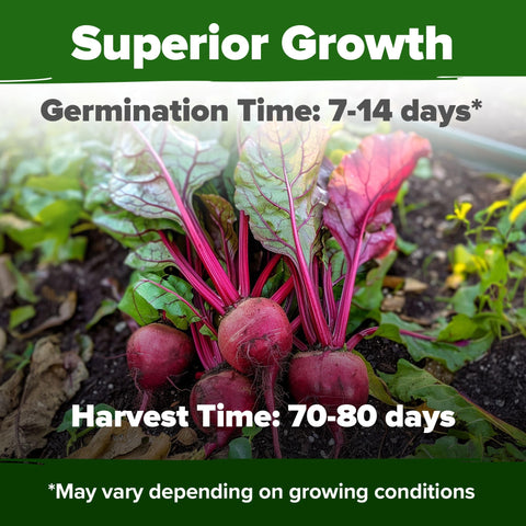 Detroit Dark Red Beet Seeds - 500 Seeds (2-Pack) - Sweet Heirloom