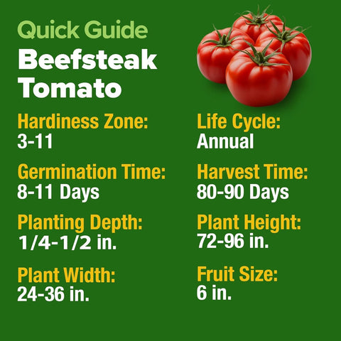 Beefsteak Tomato Seeds - 300 Seeds - Classic Heirloom Slicer
