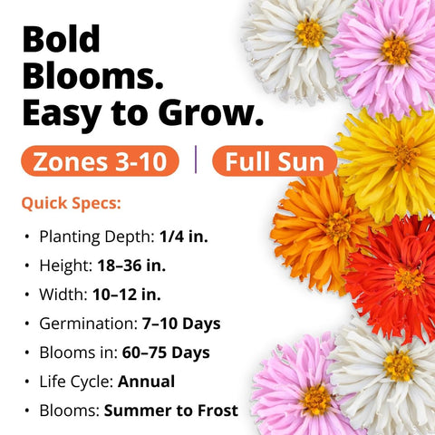 Cactus Mix Zinnia Seeds - 650 Seeds - Large Cut-Flower Blooms