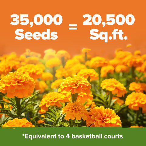 Crackerjack Marigold Seeds - 35,000 Seeds (4.25 oz) - Tall African Mix