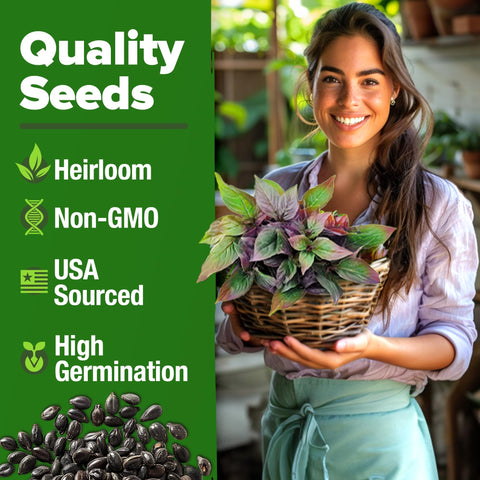 Thai Basil Seeds - 438 Seeds - Aromatic Heirloom