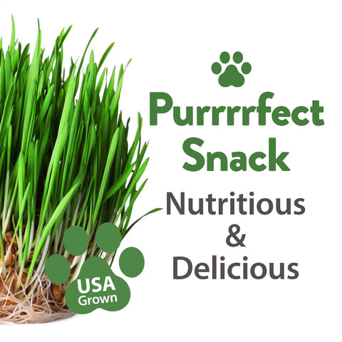Cat Herb Seed Pack - 5 Varieties (2,100+ Seeds) - Digestive Support