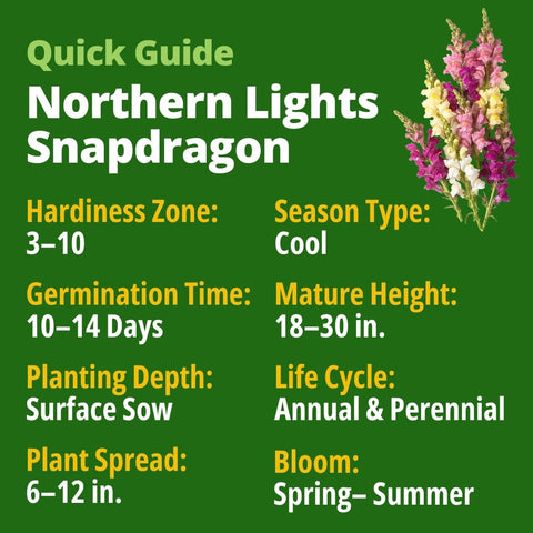 Northern Lights Snapdragon Seeds - 10,000 Seeds - Pastel Spikes