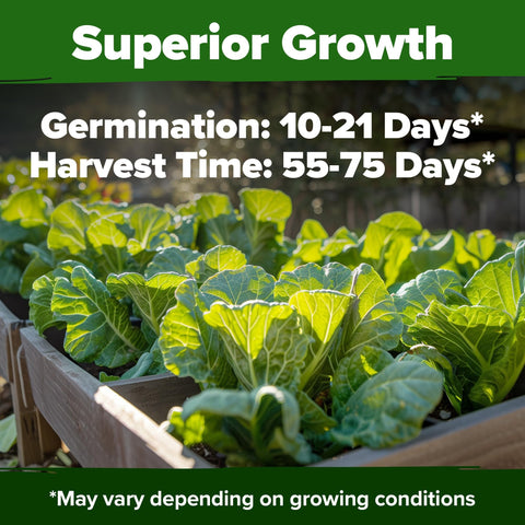 Vates Collard Seeds - 600 Seeds (2-Pack) - Cold-Hardy Heirloom
