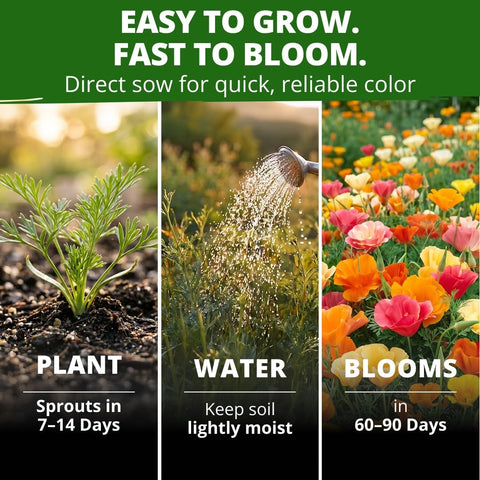 Mission Bells California Poppy Seeds - 6,000 Seeds (9g) - Drought-Tolerant