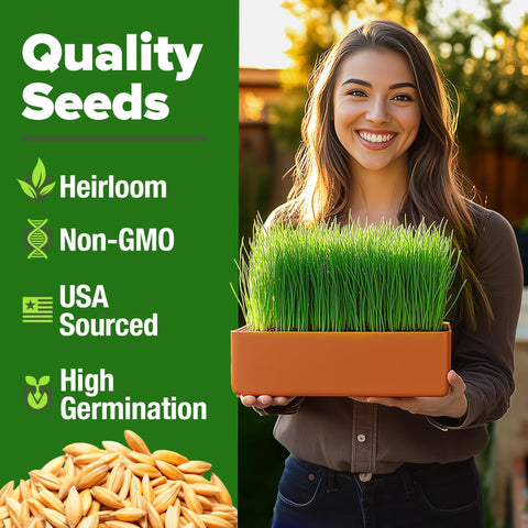 Hard Red Winter Wheatgrass Seeds - 1.5 lb (~12,000 Seeds)