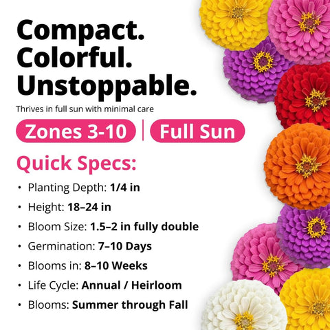 Lilliput Mix Zinnia Seeds - 600 Seeds (4g) - Petite Pompom Blooms