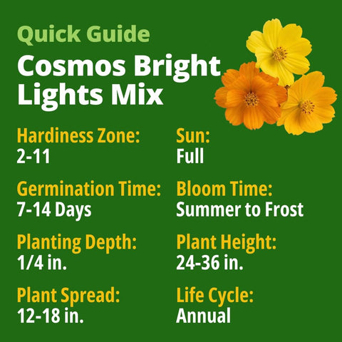 Bright Lights Cosmos Seeds - 5,000 Seeds - Easy-Grow Annual Mix (1.5oz)