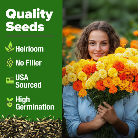 French Petite Marigold Seeds - 329 Seeds - Blooms in 45 Days