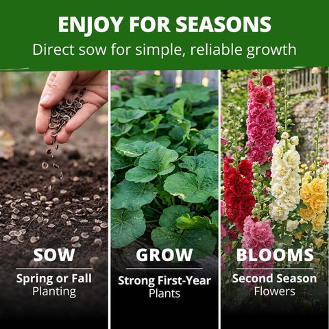Summer Carnival Hollyhock Seeds - 3,000 Seeds - High Germination