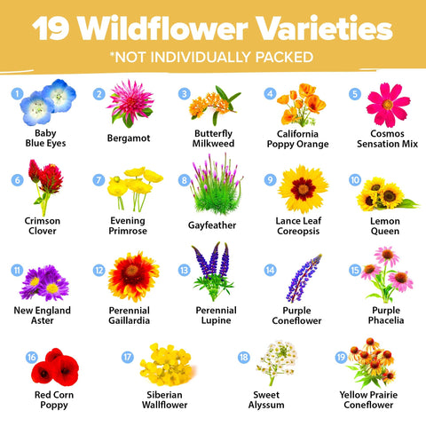 Honeybee Wildflower Seed Mix - 89,000+ Seeds (3 oz) - 19 Varieties