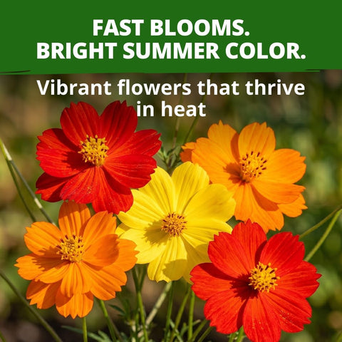 Bright Lights Cosmos Seeds - 400 Seeds - Easy-Grow Annual Mix