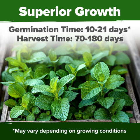 Lemon Balm Seeds - 806 Seeds (2-Pack) - Citrus-Scented Perennial