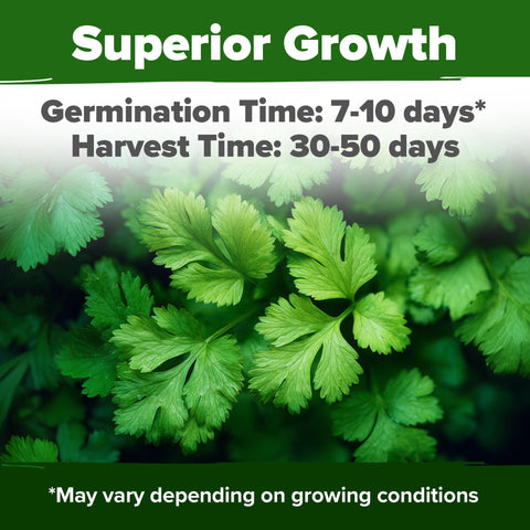 Santo Cilantro Seeds - 250 Seeds - Slow-Bolt Variety