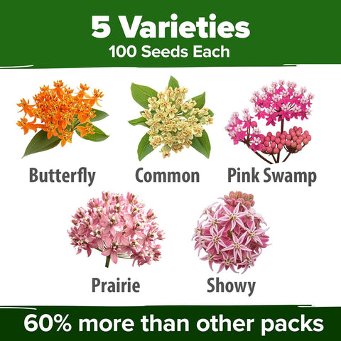 Common Milkweed Seeds - Monarch Host Plant - Perennial