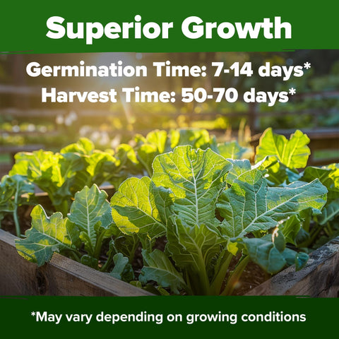 Georgia Southern Collard Seeds - 600 Seeds (2-Pack) - Heirloom Greens