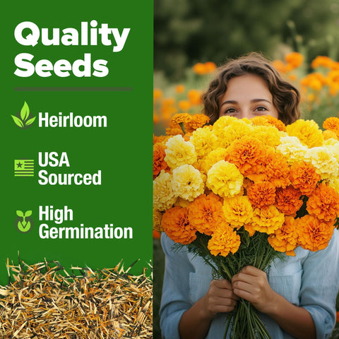 Crackerjack Marigold Seeds - 5,600 Seeds - Tall Orange & Gold Blooms