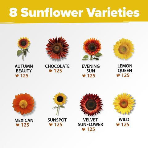 Sunflower Seeds - (8 Variety)
