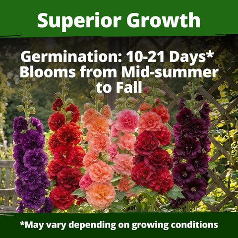Chater's Double Hollyhock Seeds - 2,400 Seeds - 5-8 ft Double Blooms