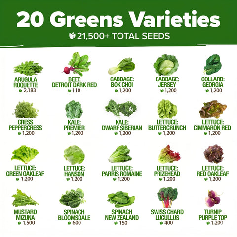 Lettuce Seed Pack - 20 Varieties (21,600+ Seeds) - Salad Greens Mix