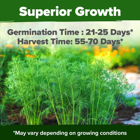 Bouquet Dill Seeds - 2,028 Seeds (2-Pack) - Heirloom for Pickling