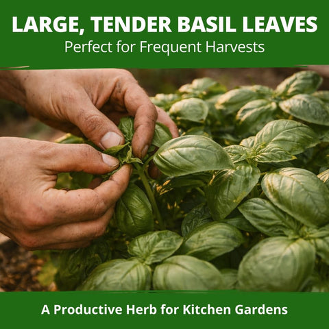 Sweet Italian Basil Seeds - 712 Seeds (2.5g) - Large-Leaf Heirloom