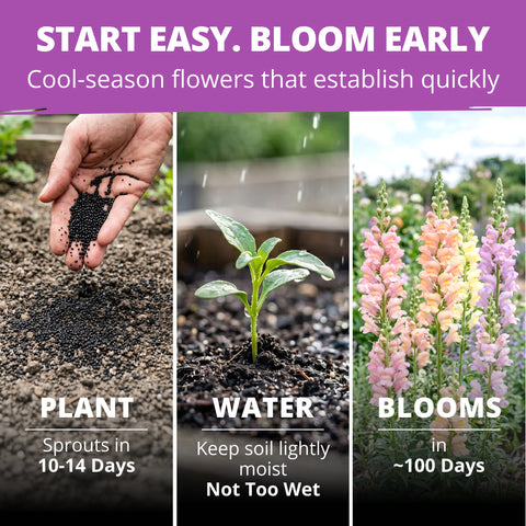 HOME GROWN Snapdragon Northern Lights Seeds – 6000 Seeds for Spring 2026, Pastel Snapdragons, Pollinator-Friendly Cut Flowers (Antirrhinum majus)