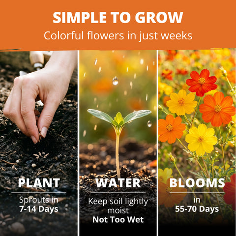 HOME GROWN Cosmos Bright Lights Mix Seeds – 400 Seeds for Spring 2026, Cosmos sulphureus, Easy Grow Outdoor Wildflower Mix