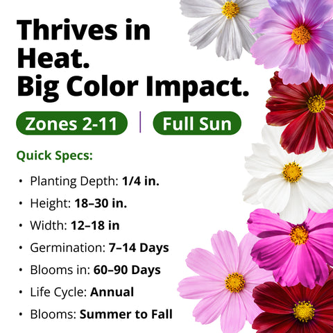 HOME GROWN Sensation Dwarf Mix Cosmos 1,200 Seeds, Cosmos bipinnatus, Heirloom Non-GMO, Pink Rose White Crimson Blooms, Compact Plants