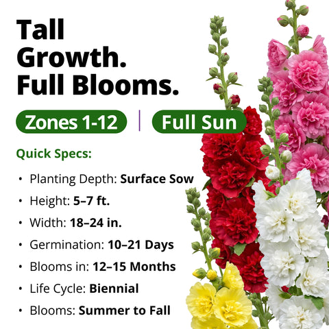 HOME GROWN Hollyhock Summer Carnival Mix Seeds – 3,000 Alcea rosea Flower Seeds, High Germination, Annual Blooms for Gardens & Borders