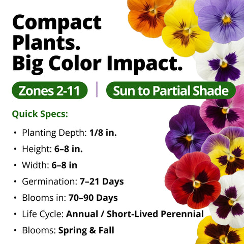 HOME GROWN Swiss Giant Pansy Seeds – 1,500 Heirloom Non-GMO Viola Seeds (2.127g), Mixed Colors, Cool-Season Spring & Fall Blooms for 2026