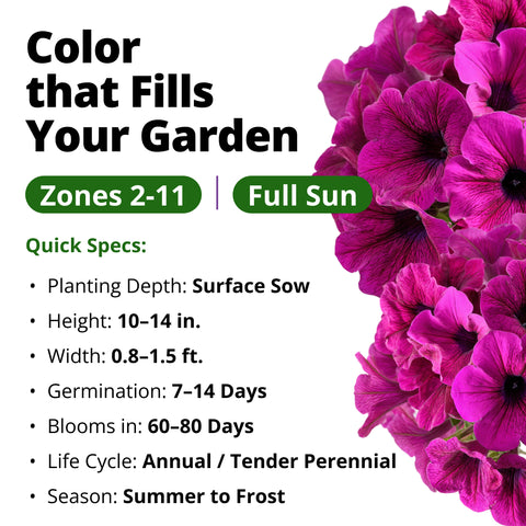 HOME GROWN Wild Petunia Flower Seeds – 7,500 Heirloom Non-GMO Seeds, Petunia violacea, Violet Purple Trumpet Blooms for Planting, Containers, Baskets & Borders