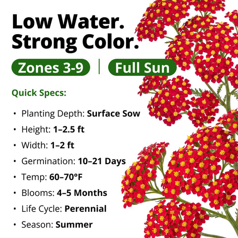 HOME GROWN Red Yarrow 2,000 Flower Seeds, Achillea millefolium, Heirloom Non-GMO, Carmine Red Blooms, Pollinator Garden