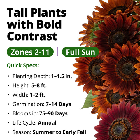 HOME GROWN Velvet Queen Sunflower 200 Seeds, Helianthus annuus, Heirloom Non-GMO, Russet Red Burgundy Blooms, 5–8 Ft Tall